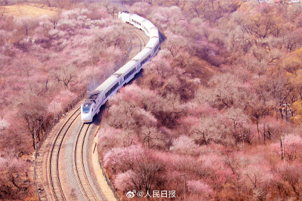 年度限定!北京今年的花海列车上线了 年度限定!北京今年的花海列车上线了