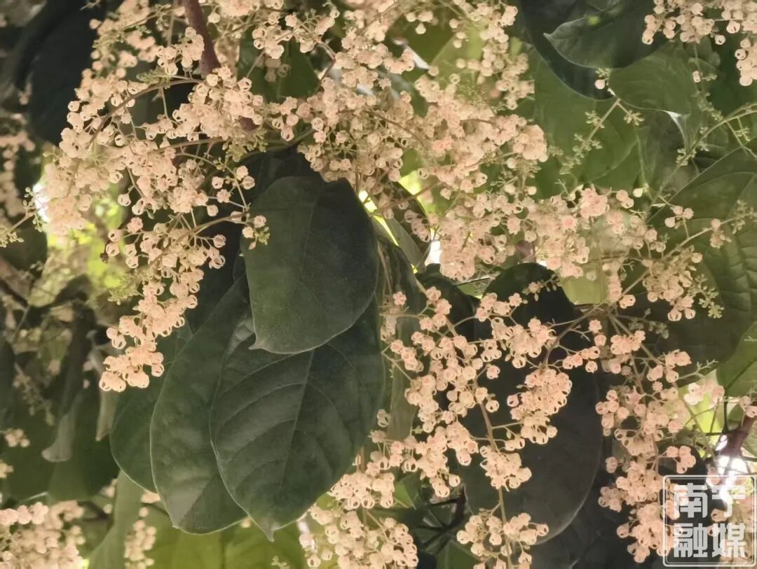 藏在南宁的春日限定浪漫!苹婆花开,赴一场“南方春天飘雪”的浪漫 藏在南宁的春日限定浪漫!苹婆花开,赴一场“南方春天飘雪”的浪漫