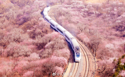 年度限定!北京今年的花海列车上线了 年度限定!北京今年的花海列车上线了