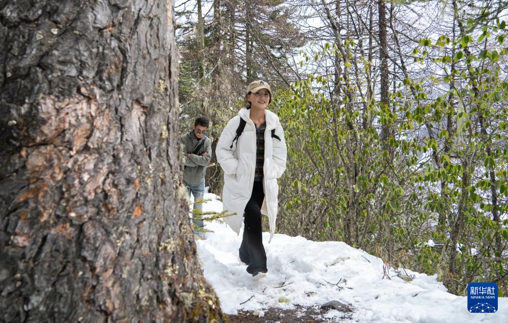 西藏林芝:感受高原三月雪 西藏林芝:感受高原三月雪