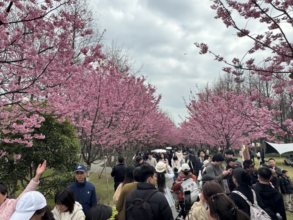 全国多地迎赏花高峰:酒店民宿预订量翻倍增长,机票均价较春节假期下跌三至七成 全国多地迎赏花高峰:酒店民宿预订量翻倍增长,机票均价较春节假期下跌三至七成
