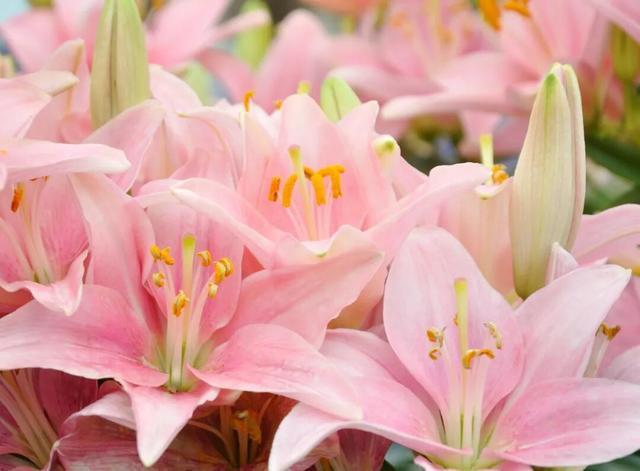 已有人中招：两种长得巨像的植物，一种很美味，另一种吃了中毒！注意区分→