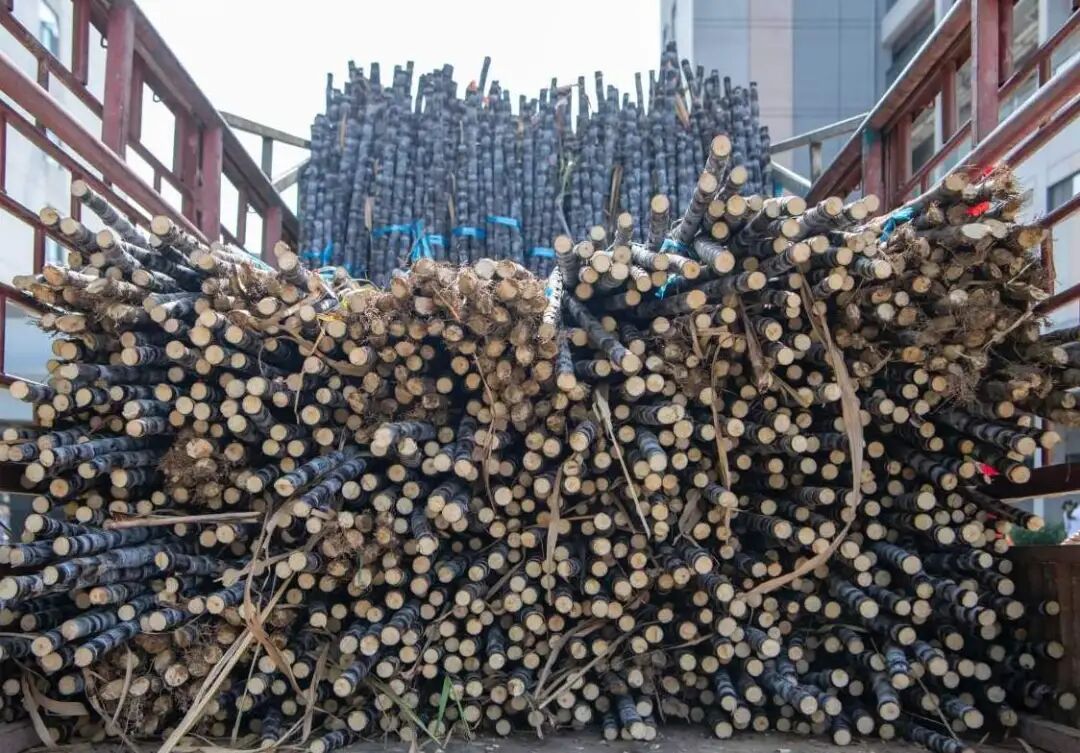 广州高校学子喊话想吃甘蔗？南沙：安排！果蔗送出近千吨