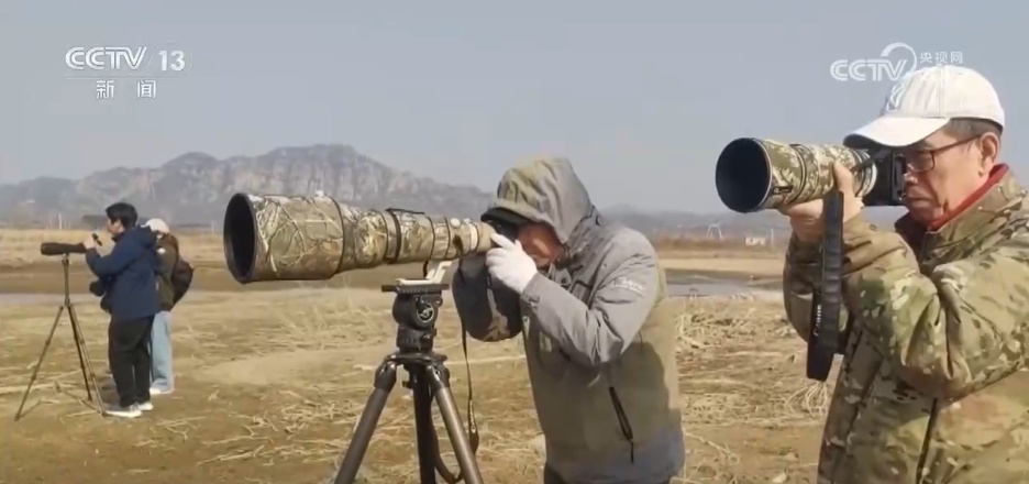 “空中精灵”重返湿地家园 候鸟蹁跹绘就诗意生态美景 “空中精灵”重返湿地家园 候鸟蹁跹绘就诗意生态美景