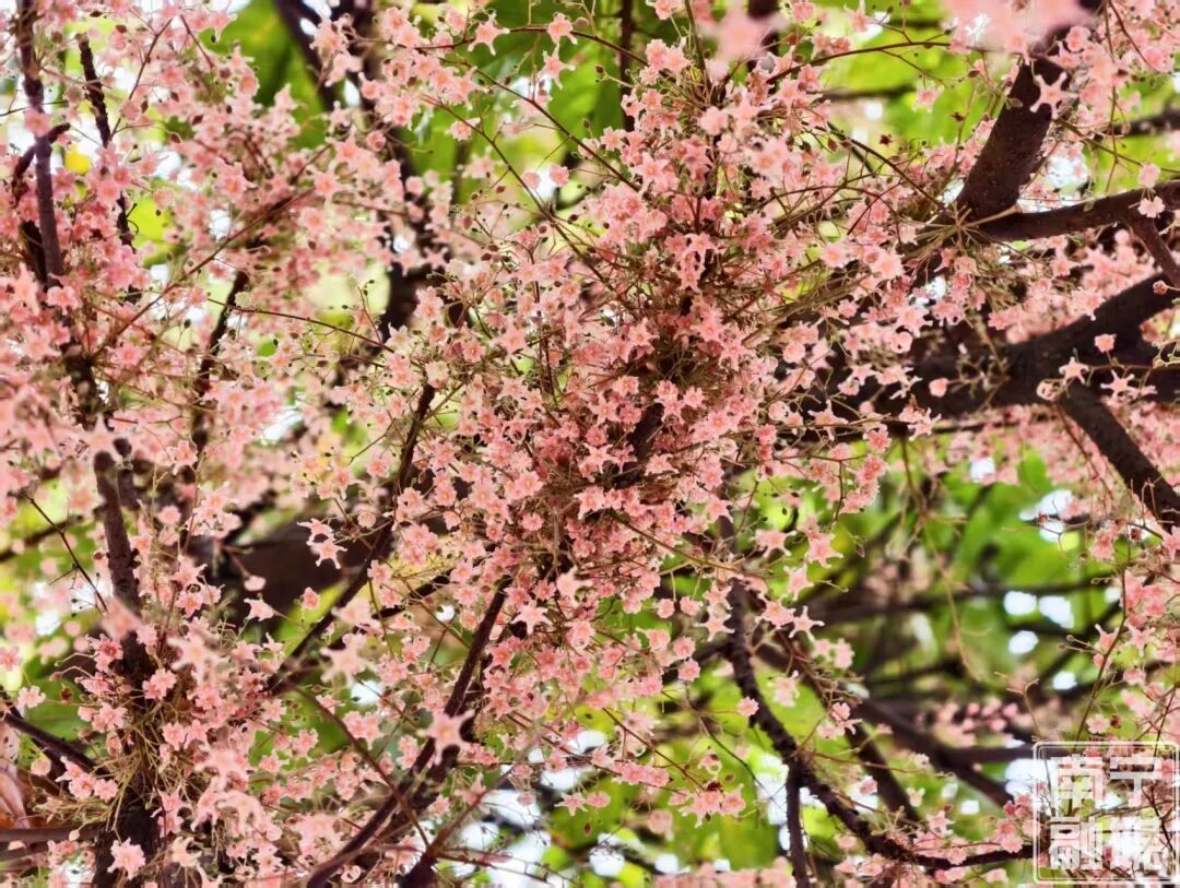 藏在南宁的春日限定浪漫!苹婆花开,赴一场“南方春天飘雪”的浪漫 藏在南宁的春日限定浪漫!苹婆花开,赴一场“南方春天飘雪”的浪漫
