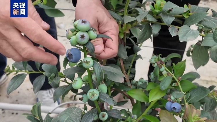 从“贵”族水果到价格亲民 “蓝莓自由”是如何实现的