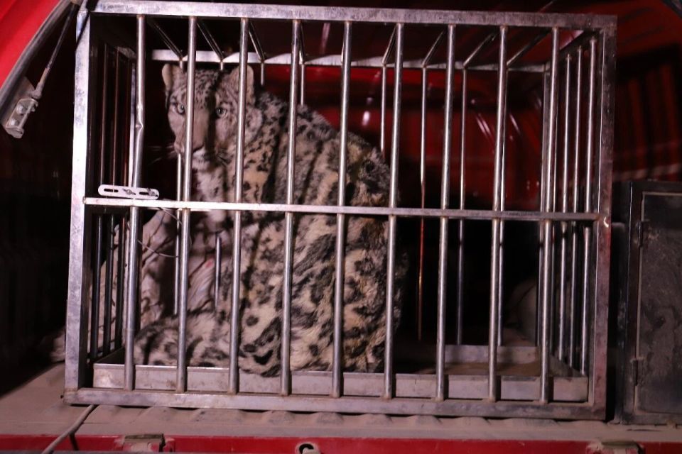 雪豹出现在新疆沙漠,主动钻到游客车底乘凉,救护人员:的确少见,也说明环境在变好 雪豹出现在新疆沙漠,主动钻到游客车底乘凉,救护人员:的确少见,也说明环境在变好