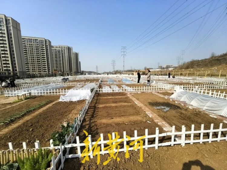 济南这片“共享菜园”为啥这么火?记者实地探访 济南这片“共享菜园”为啥这么火?记者实地探访