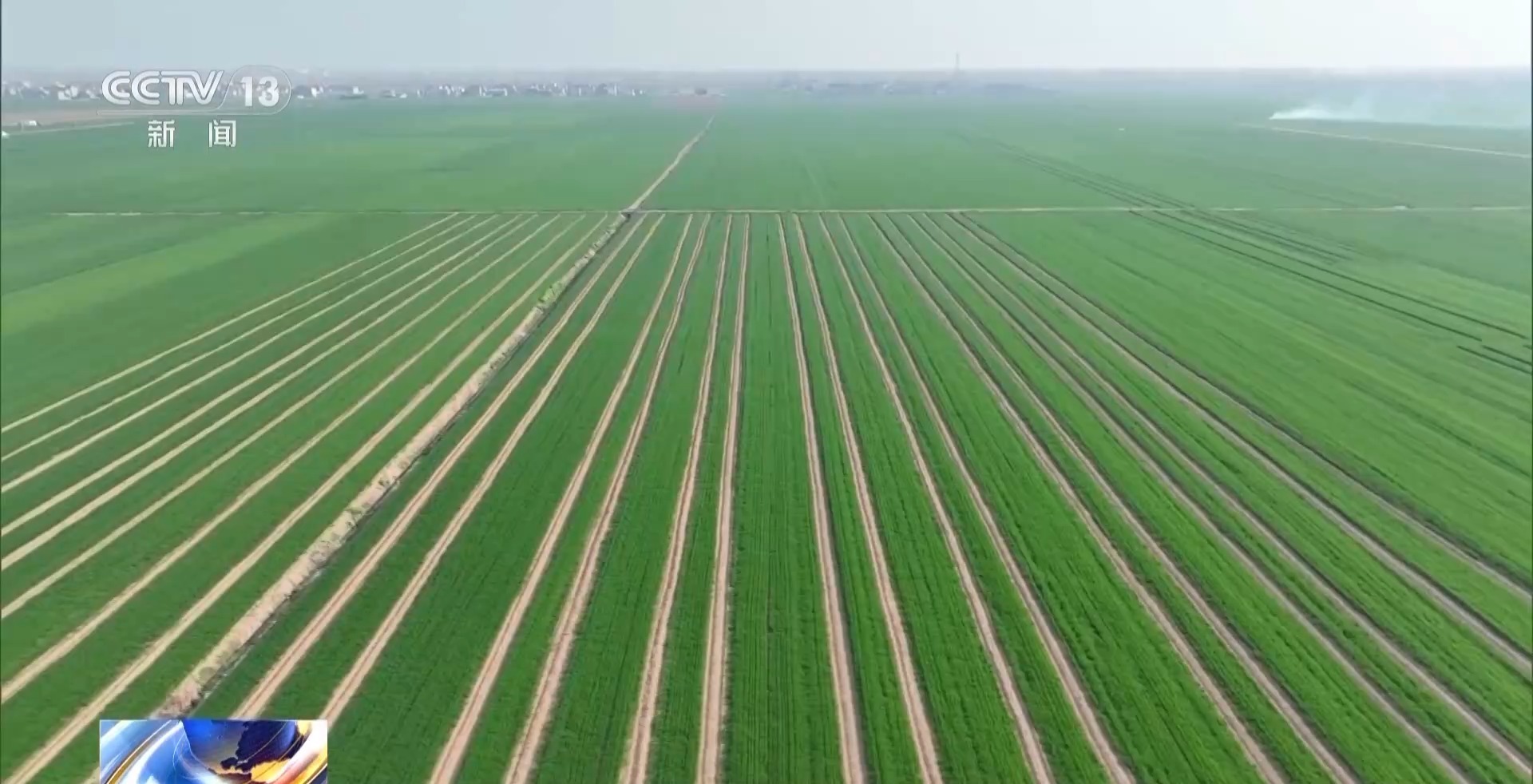 你知道吗 小麦长得太猛要“减肥控旺” 你知道吗 小麦长得太猛要“减肥控旺”