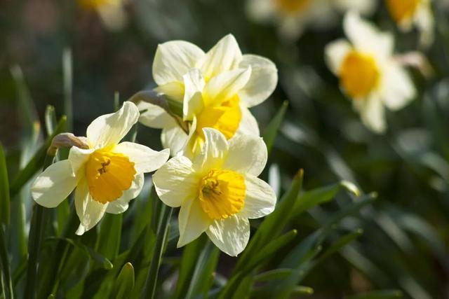 已有人中招：两种长得巨像的植物，一种很美味，另一种吃了中毒！注意区分→