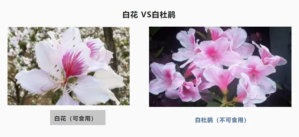 不要乱挖！不要乱采！不要乱吃！浙江一大伯中招，右肺严重毁损……