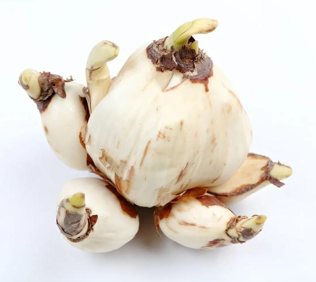 已有人中招：两种长得巨像的植物，一种很美味，另一种吃了中毒！注意区分→