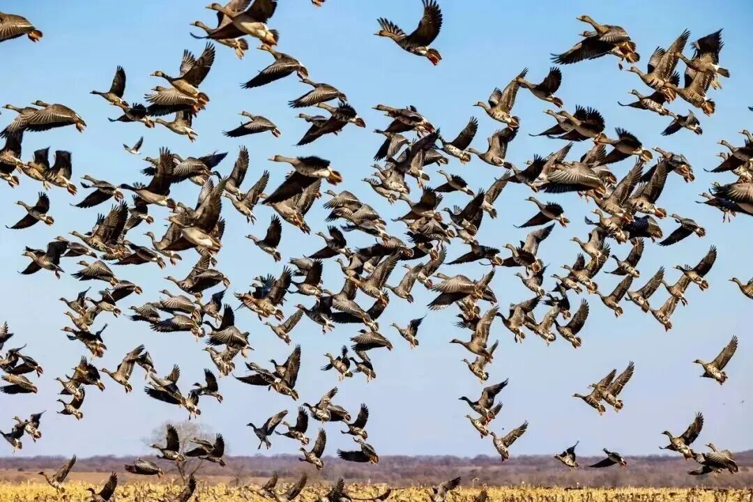 吉林一国道现“巨鸟”过马路，目击者称有近一米高，当地：是只秃鹫，开春时出来觅食