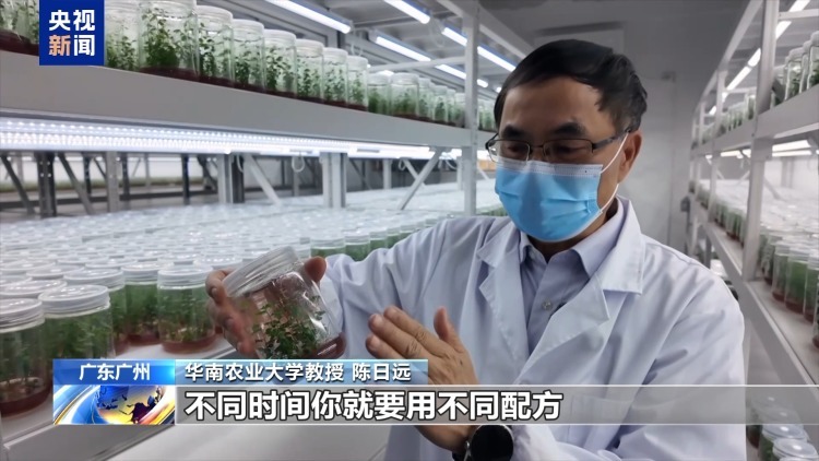 从“贵”族水果到价格亲民 “蓝莓自由”是如何实现的