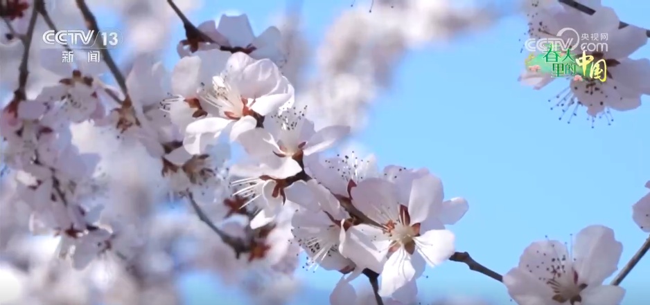 繁花绽放“美丽经济” 多彩活动点燃春日文旅消费热情 繁花绽放“美丽经济” 多彩活动点燃春日文旅消费热情