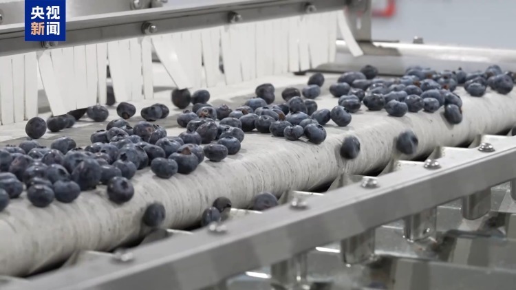 从“贵”族水果到价格亲民 “蓝莓自由”是如何实现的