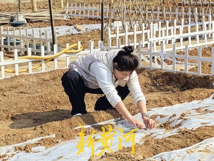 济南这片“共享菜园”为啥这么火?记者实地探访 济南这片“共享菜园”为啥这么火?记者实地探访