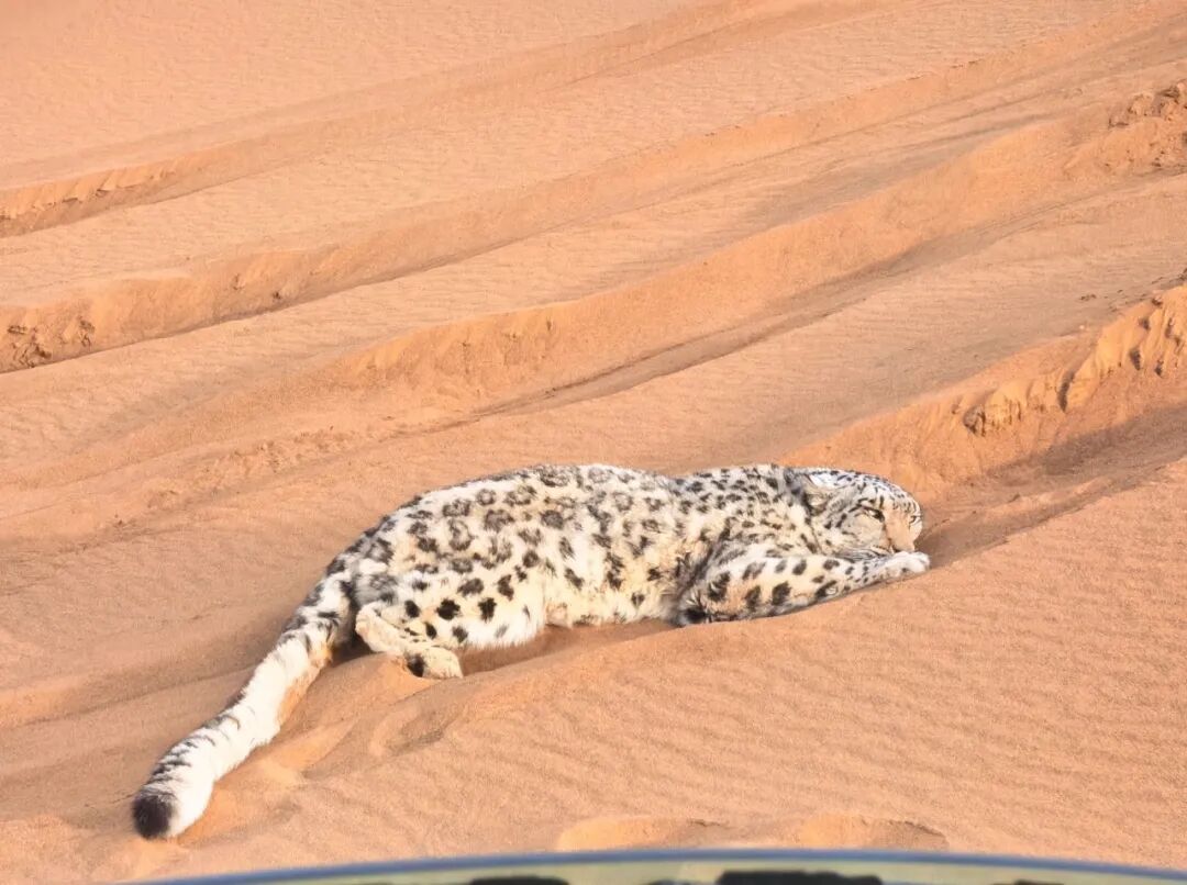 罕见!雪豹现身新疆库木塔格沙漠,警方联动紧急救助 罕见!雪豹现身新疆库木塔格沙漠,警方联动紧急救助