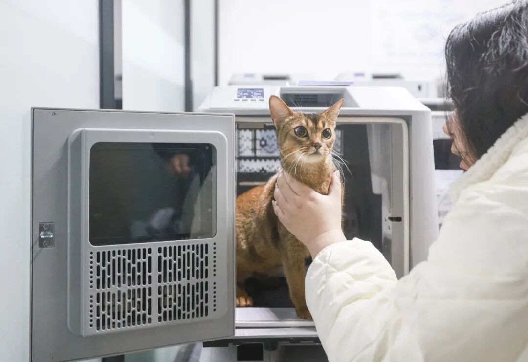 花8000元找猫,结果就在屋里? 花8000元找猫,结果就在屋里?