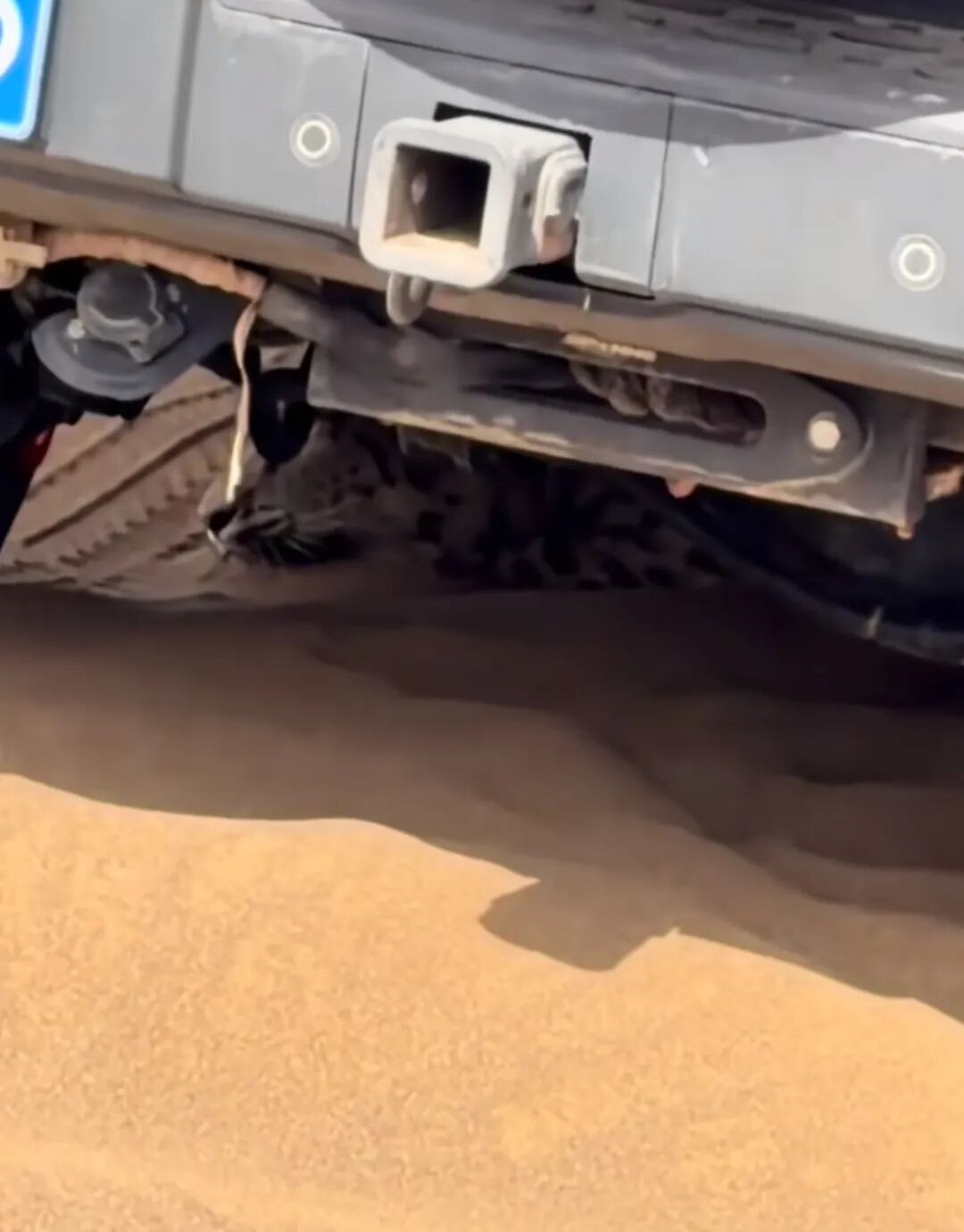 罕见！雪豹现身新疆沙漠，钻到游客车底乘凉...