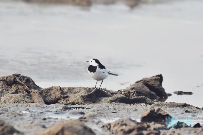 松花江畔偶遇“张飞鸟”！冰城早春归鸟稀客频现