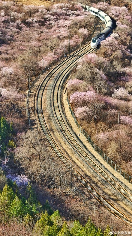 速速集合，北京这趟开往春天的列车已发车，错过真要等一年！