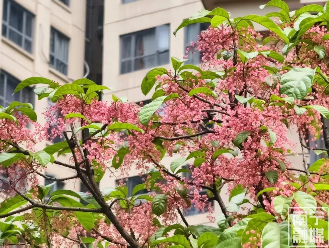 藏在南宁的春日限定浪漫!苹婆花开,赴一场“南方春天飘雪”的浪漫 藏在南宁的春日限定浪漫!苹婆花开,赴一场“南方春天飘雪”的浪漫