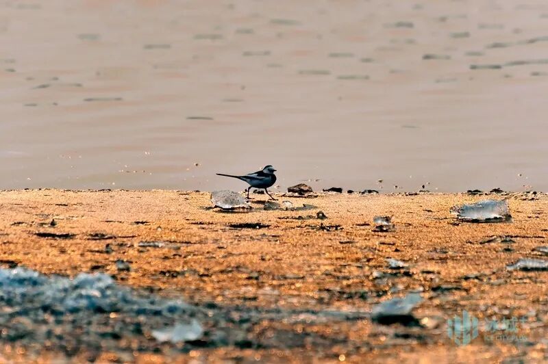 松花江畔偶遇“张飞鸟”！冰城早春归鸟稀客频现