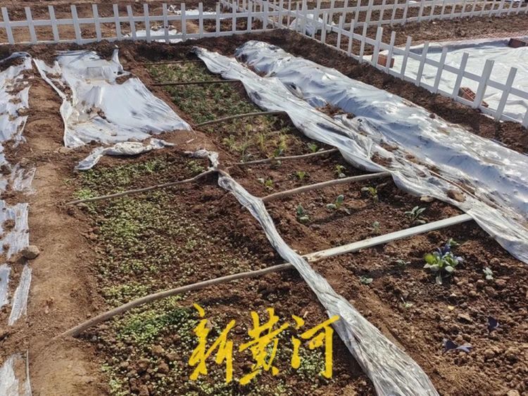 济南这片“共享菜园”为啥这么火?记者实地探访 济南这片“共享菜园”为啥这么火?记者实地探访