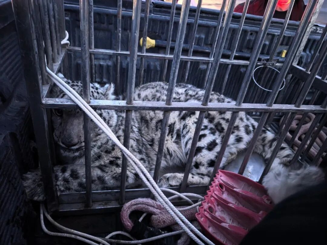 罕见！雪豹现身新疆沙漠，钻到游客车底乘凉...