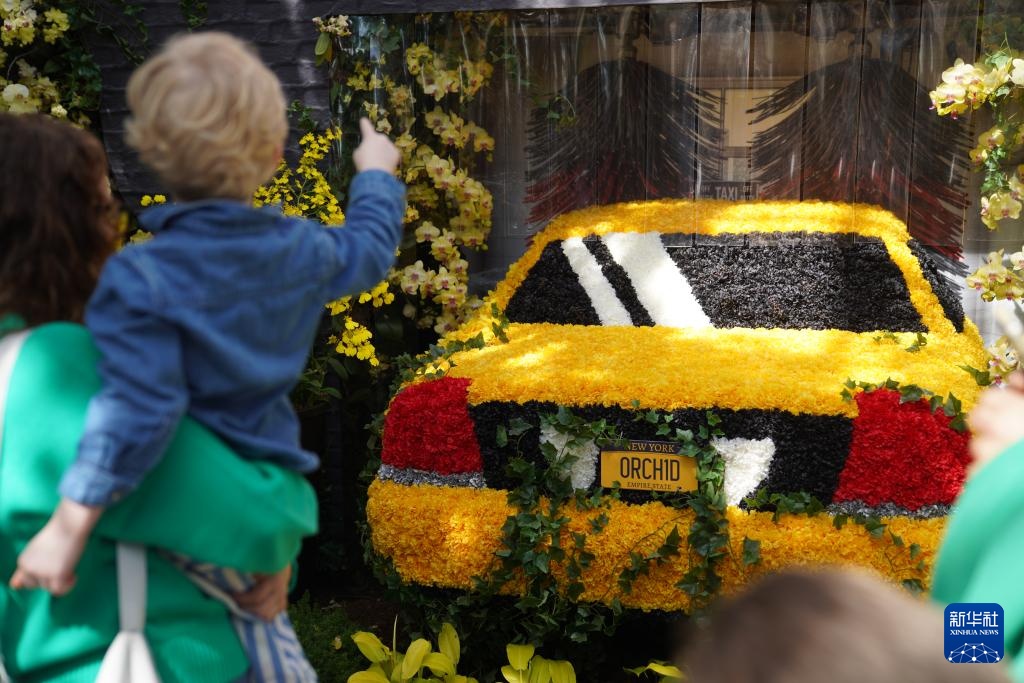 纽约植物园:兰花盛开迎春天 纽约植物园:兰花盛开迎春天