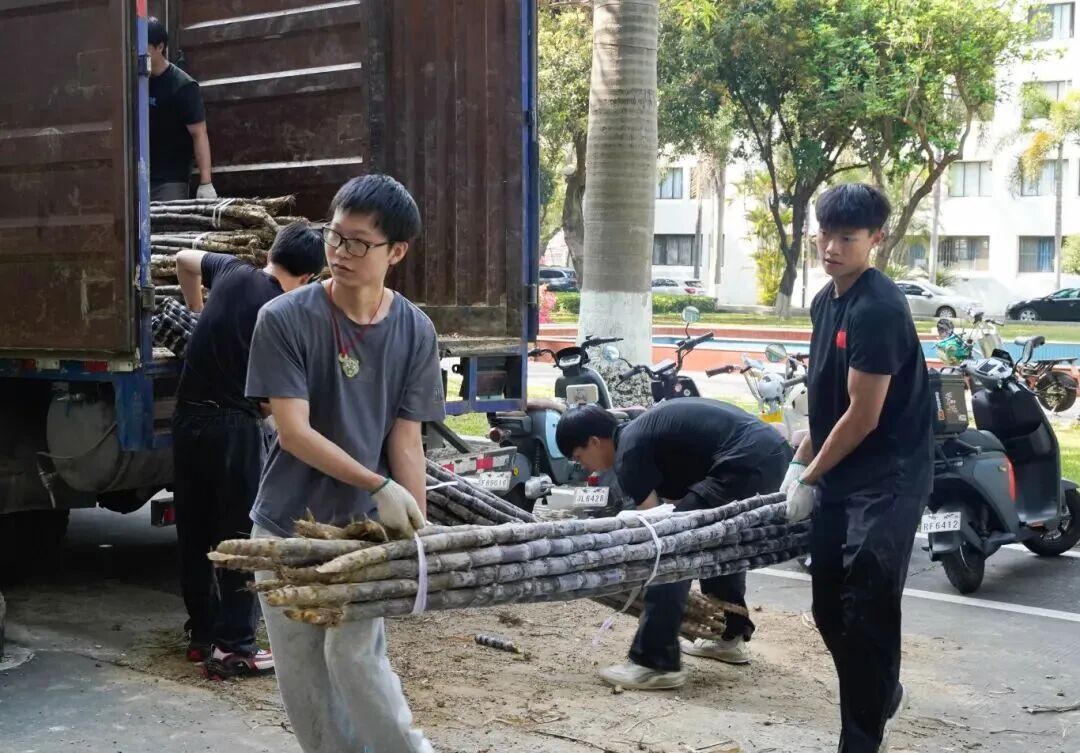 广州高校学子喊话想吃甘蔗？南沙：安排！果蔗送出近千吨