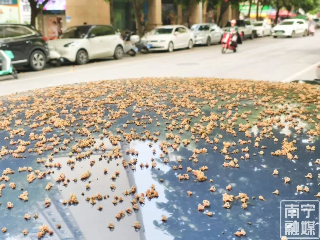 藏在南宁的春日限定浪漫!苹婆花开,赴一场“南方春天飘雪”的浪漫 藏在南宁的春日限定浪漫!苹婆花开,赴一场“南方春天飘雪”的浪漫