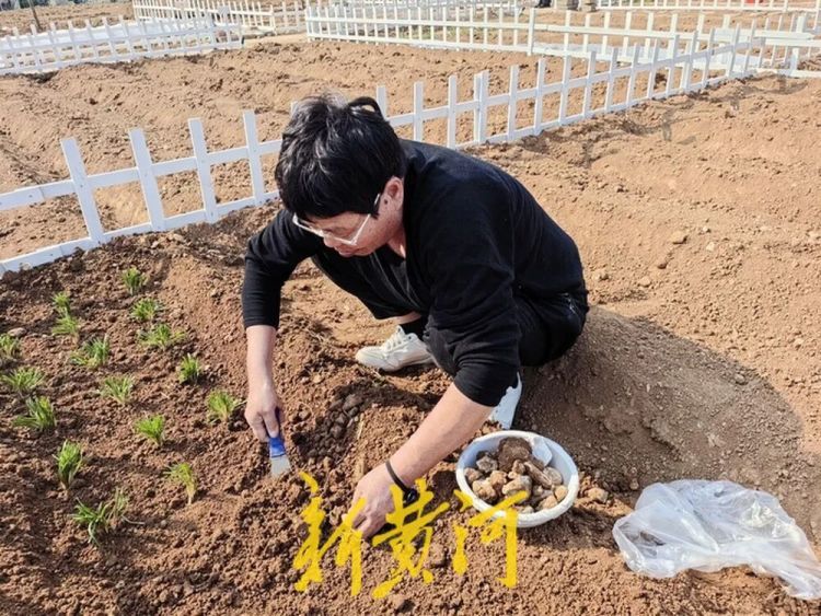 济南这片“共享菜园”为啥这么火?记者实地探访 济南这片“共享菜园”为啥这么火?记者实地探访