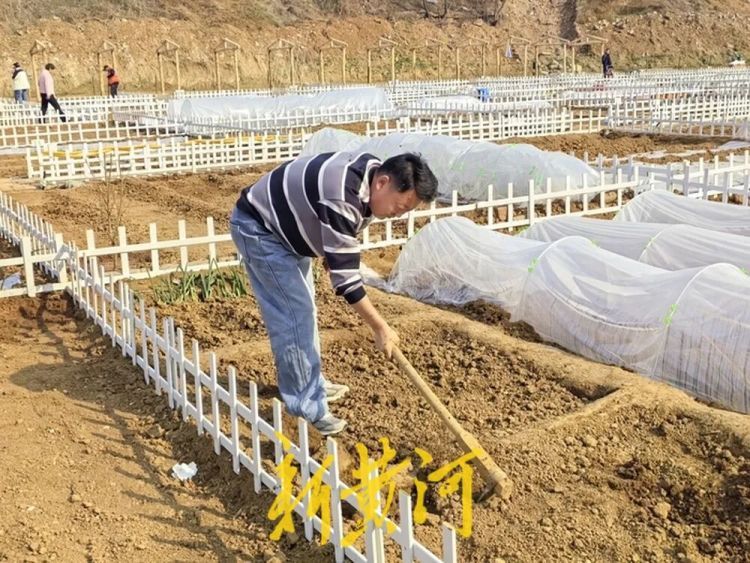 济南这片“共享菜园”为啥这么火?记者实地探访 济南这片“共享菜园”为啥这么火?记者实地探访