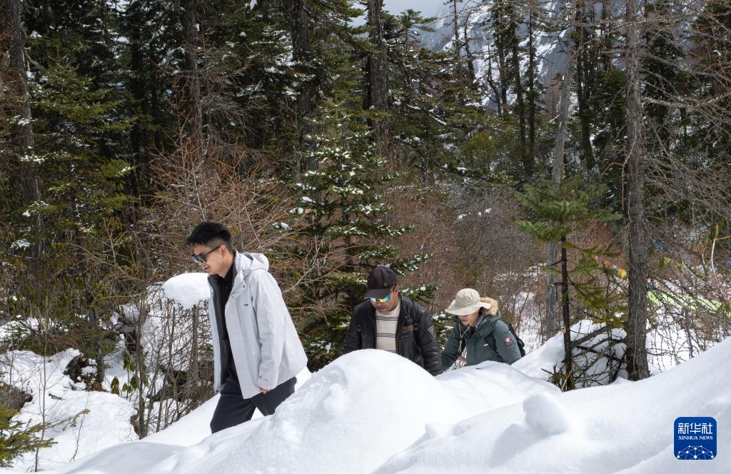 西藏林芝:感受高原三月雪 西藏林芝:感受高原三月雪