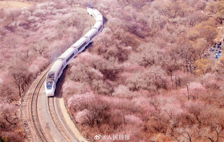 年度限定!北京今年的花海列车上线了 年度限定!北京今年的花海列车上线了