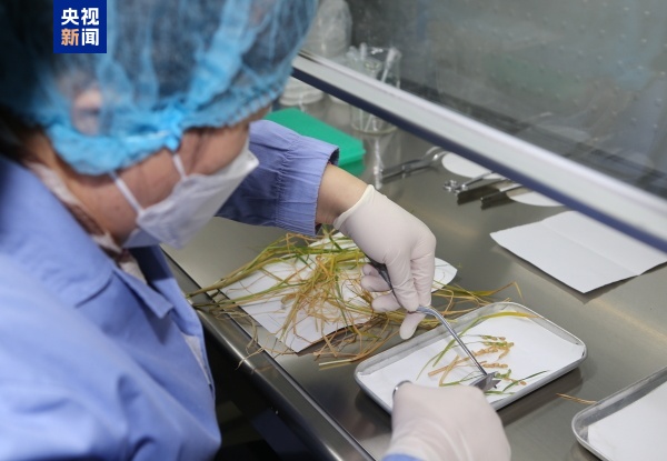 天宫“农场”又丰收了!航天员为啥要在太空当“菜农” 天宫“农场”又丰收了!航天员为啥要在太空当“菜农”