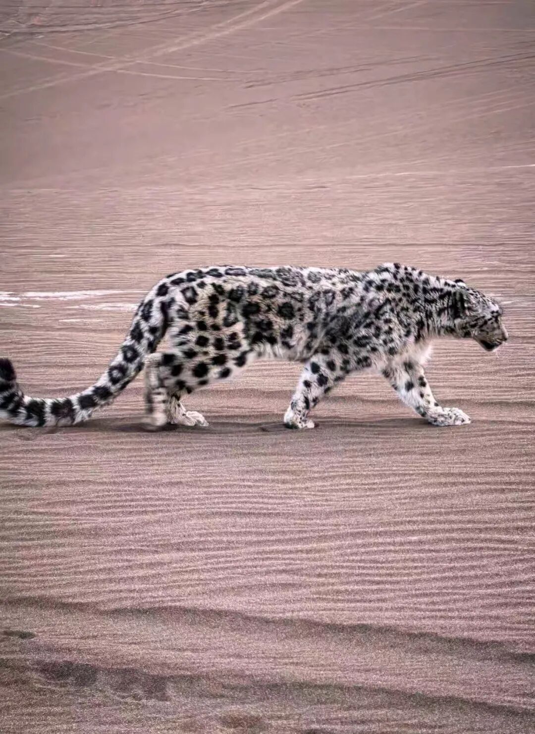 罕见！雪豹现身新疆沙漠，钻到游客车底乘凉...