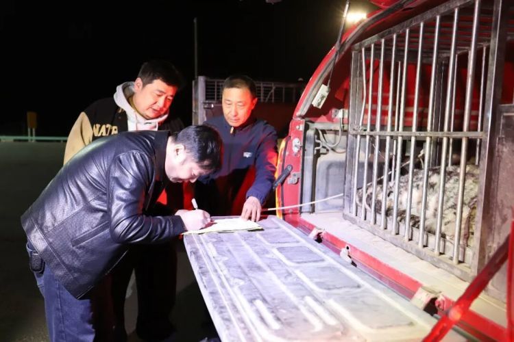迷路雪豹误入沙漠,吐鲁番多部门联动成功救助 迷路雪豹误入沙漠,吐鲁番多部门联动成功救助