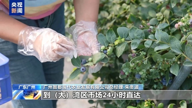 从“贵”族水果到价格亲民 “蓝莓自由”是如何实现的