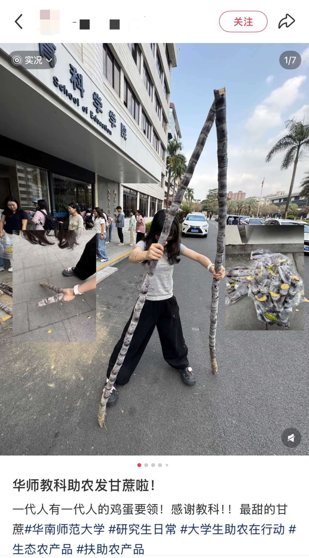 广州高校学子喊话想吃甘蔗？南沙：安排！果蔗送出近千吨