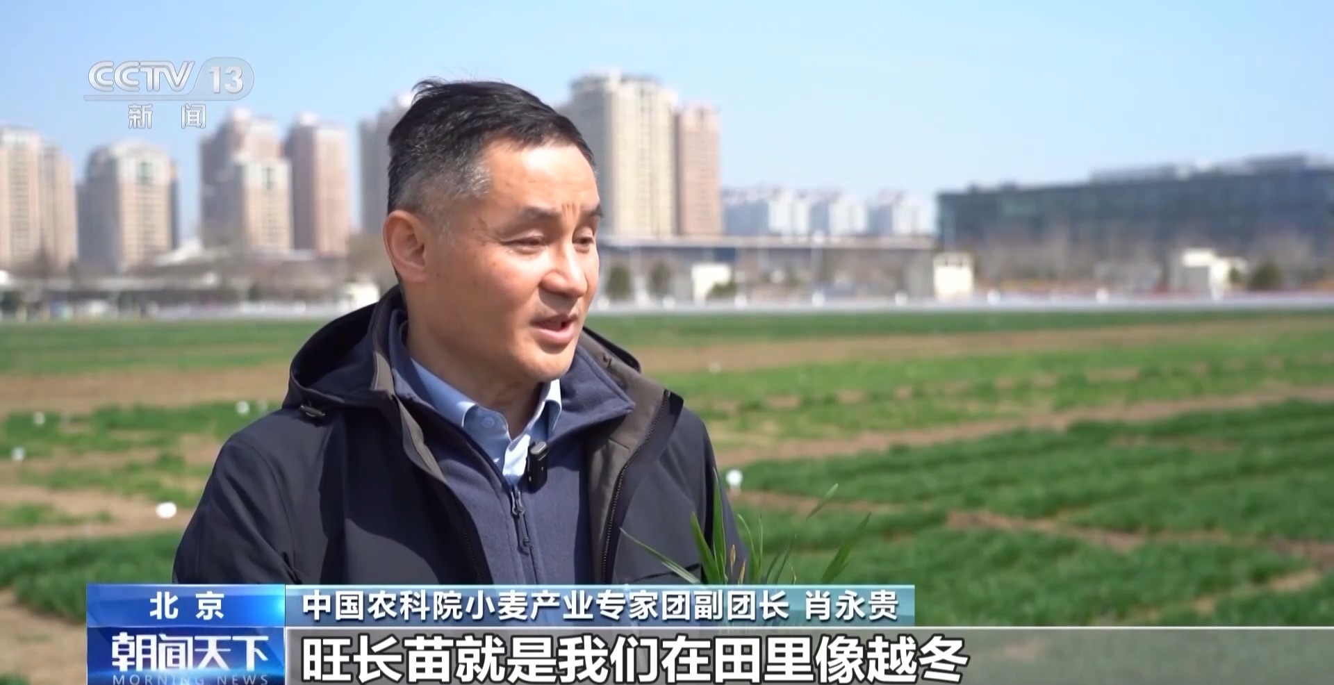 你知道吗 小麦长得太猛要“减肥控旺” 你知道吗 小麦长得太猛要“减肥控旺”