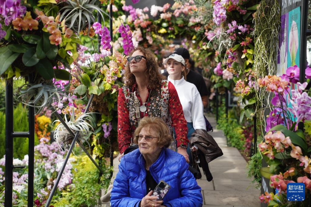 纽约植物园:兰花盛开迎春天 纽约植物园:兰花盛开迎春天