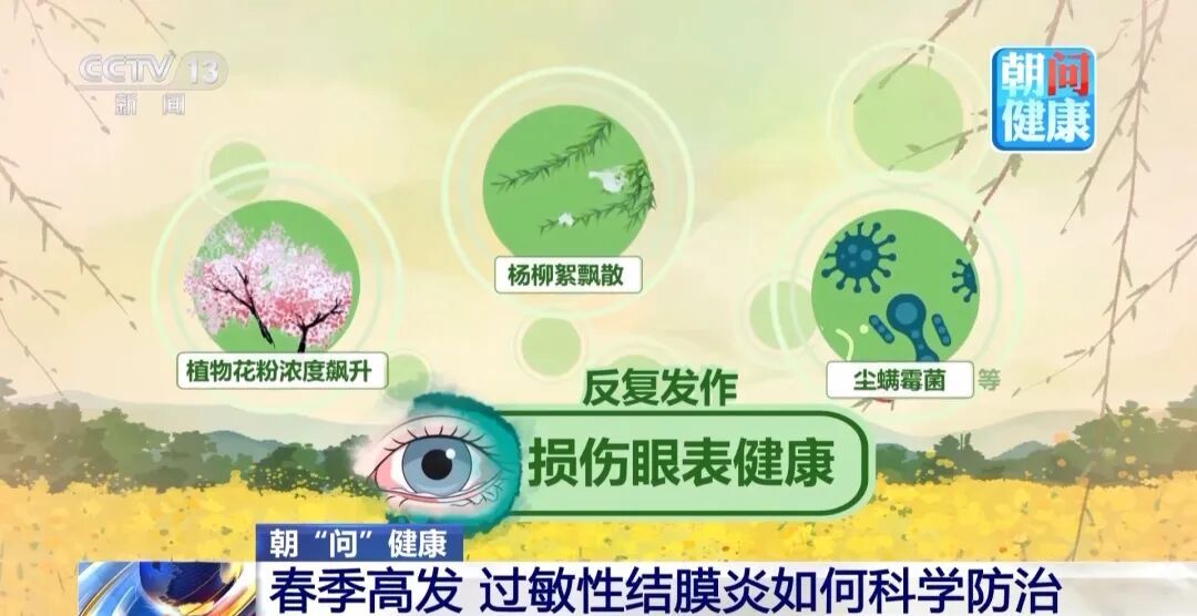 北京柏科花粉浓度达高峰,过敏性结膜炎高发,同仁医院院长提醒:眼痒眼红别乱揉 北京柏科花粉浓度达高峰,过敏性结膜炎高发,同仁医院院长提醒:眼痒眼红别乱揉