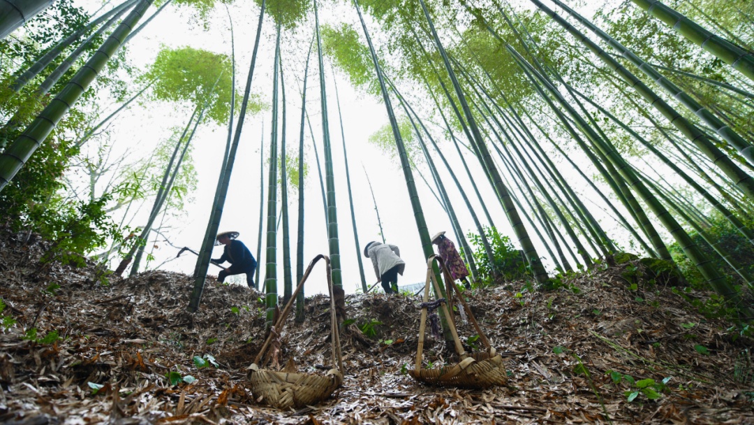 杭州大爷上山挖笋,突然反复咯血,右肺严重毁损!医生紧急提醒 杭州大爷上山挖笋,突然反复咯血,右肺严重毁损!医生紧急提醒