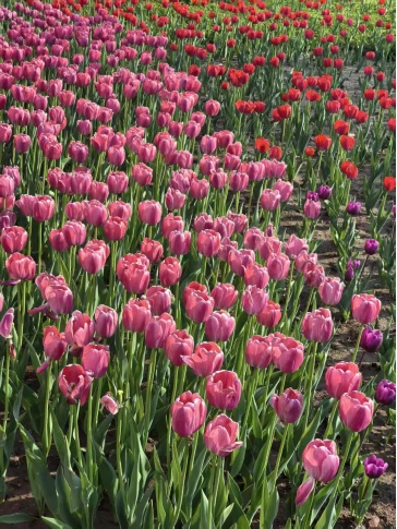 春日山西,正是好风光!这份春游指南请收好 春日山西,正是好风光!这份春游指南请收好