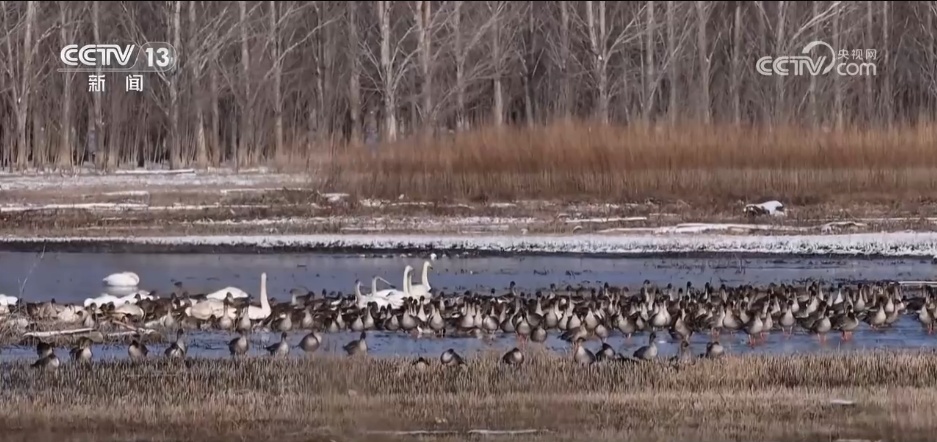 “空中精灵”重返湿地家园 候鸟蹁跹绘就诗意生态美景 “空中精灵”重返湿地家园 候鸟蹁跹绘就诗意生态美景
