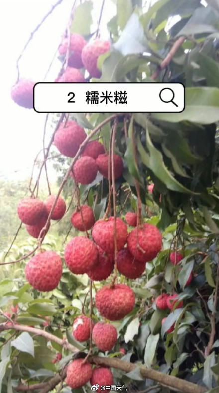 爱吃荔枝的人今年天塌了 爱吃荔枝的人今年天塌了