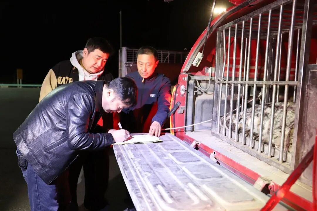 罕见！雪豹现身新疆沙漠，钻到游客车底乘凉...